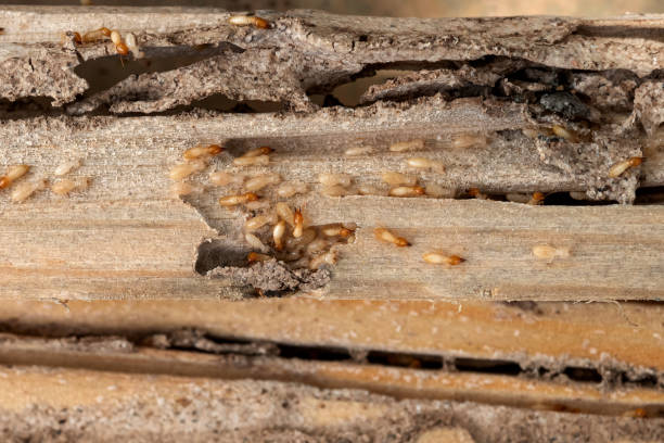 Best Residential Pest Control  in Lakeview, OH
